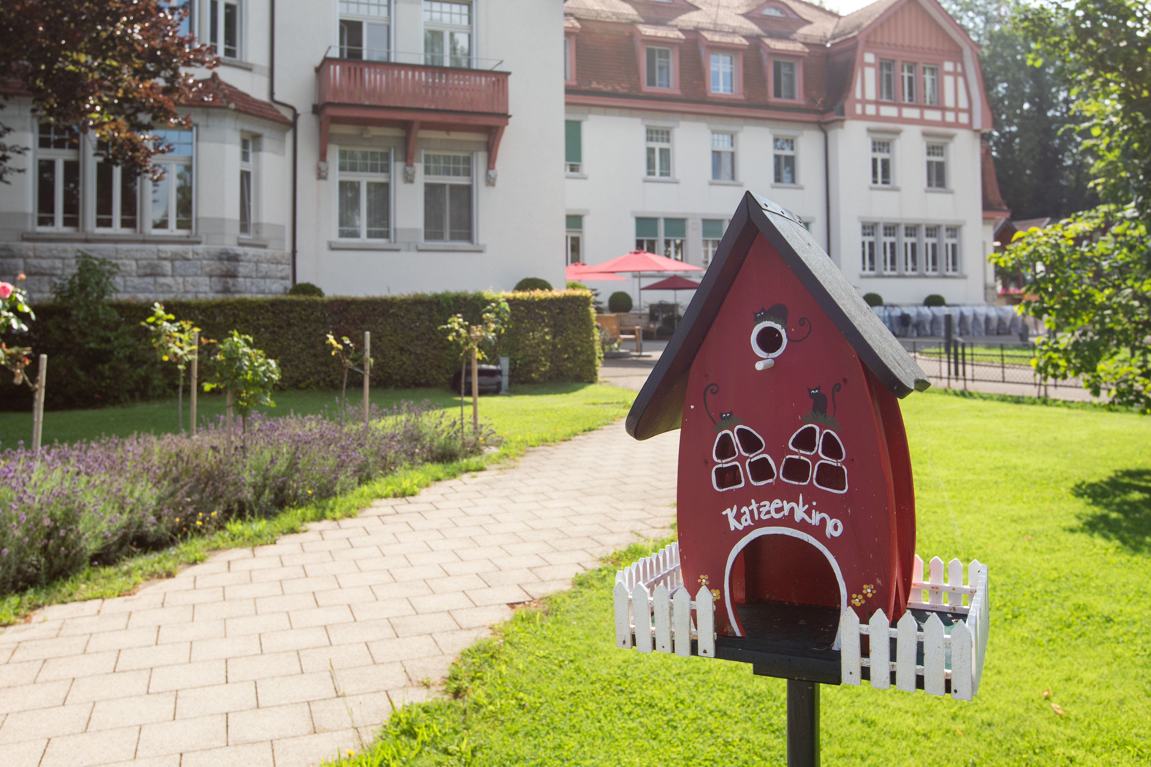 Katzenkino im Rosengärtli